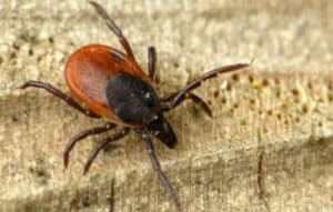 Esperto in giacca protettiva che utilizza prodotti naturali per la disinfestazione delle zecche nel giardino