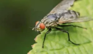 Esperto di disinfestazioni mosche Roma in una azienda agricola rurale