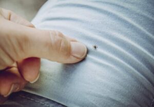 Operatore professionale che esegue disinfestazione da pulci su prato verde