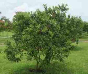 Unimmagine di un albero magico, una quercia considerata speciale, che porta frutta di tutti i tipi Una grande varietà di prodotti, dalle arance e limoni agli agrumi più esotici come il grapefruit Un bosco che abbraccia lalbero, creando unatmosfera magica di vegetazione