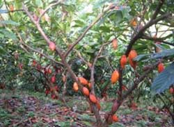 Questa immagine mostra una pianta di ShrubCacao, un arbusto che produce un frutto dolce utilizzato per preparare vari dessert Questo prodotto è ricco di foglie verdi e di vegetazione, offrendo quindi uneccellente fonte di cibo e di nutrienti