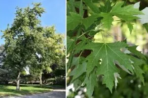 Una foto che cattura la bellezza della natura un acero zuccherino, una quercia, un platano e un'erba che formano un'unica scena di vegetazione La luce del sole si riflette sulla foglia di acero, regalando una vista mozzafiato