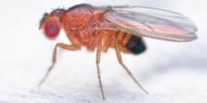 Persona che utilizza un spray naturale per eliminare moscerini dal suo giardino durante le stagioni di primavera e estate