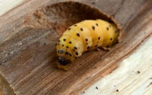Immagine che mostra un esperto che ispeziona un pezzo di legno per identificare i tarli e come eliminarli