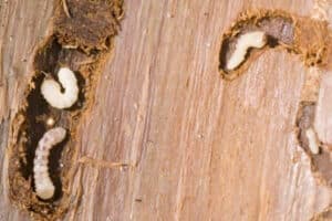 Immagine di esche per termiti Esche per termiti uno strumento efficace per riconoscere uninfestazione da termiti