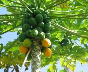 Una pianta esotica che porta frutta citrica come larancia e la papaya, che fornisce un prodotto prezioso come la pera la frutta è un grande cibo per godersi la natura