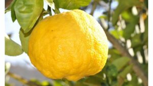 Una deliziosa varietà di agrumi dal Giallo Cedro al Limone fino allArancia, alla Pera e al Pompelmo per una ricca selezione di alimenti e frutta di qualità, come la LimeFrutta!