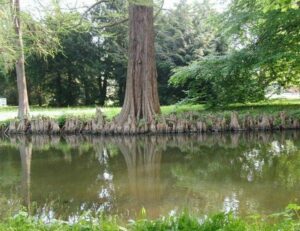 Un calvo cipresso incornicia uno stagno al centro di un boschetto di GrassNatura Lattività allaperto si svolge tra lerba, la terra e la vegetazione di un bosco, in un mondo naturale ricco di alberi