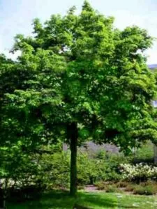 Questa immagine mostra un campo di aceri Ponderosa circondato da una ricca vegetazione tra cui querce, tigli e altri alberi da bosco La terra sotto i loro rami è ricca e fornisce un habitat ideale a questa comunità di alberi