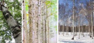 Questa immagine mostra una scena tranquilla ed incontaminata un Kaede giapponese che si erge tra la vegetazione del bosco allaperto La betulla, con il suo tronco bianco, si staglia allorizzonte, offrendo uno spettacolo di bellezza e serenità La terra e le foglie dei grandi alberi avvolgono la scena come un abbraccio