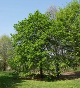 Unimmagine che ritrae un albero storico, WoodAlbero, circondato da una suggestiva vegetazione, tra cui una robusta quercia, allaperto in un bosco Sotto lombra di un grande platano, una persona si ferma in un boschetto, ammirando il legno antico