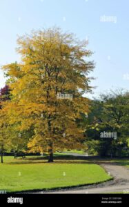 Un albero pregiato sorge allaperto in un parco ricco di vegetazione, il tronco dellalbero è circondato da un prato verde e lerba è a contatto con la terra del bosco