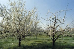 Una vista di un susino giapponese cresciuto allaperto nel suo ambiente naturale Un campo verdeggiante ricoperto di prato curato, erba e fiori Un albero da frutto che fa parte della ricca vegetazione di una pianta Una scena che ci ricorda la bellezza della natura allaperto