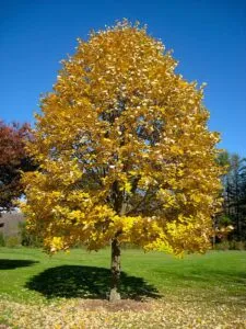 Un meraviglioso tiglio in primo piano con un acero sullo sfondo, le loro foglie dai colori diversi che si mescolano in armonia Uno scorcio di un tronco dalbero che porta con sé la storia di una pianta che resiste da tempo immemore