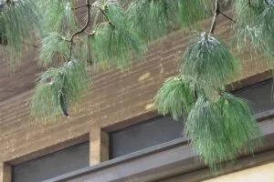 Un pino himalayano che svetta nella natura, un albero di conifere che abbellisce lambiente esterno con le sue foglie di abete