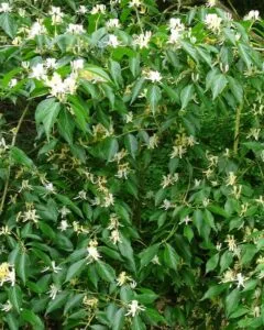 Questa fotografia ritrae una meravigliosa pianta erbacea appartenente alla famiglia Acanthaceae, conosciuta come Caprifoglio La pianta è caratterizzata da una vegetazione lussureggiante e da bellissime foglie verde scuro, che contrastano con i delicati fiori bianchi con cinque petali Si tratta di una tipica pianta della foresta pluviale, bella e resistente