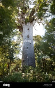 Un albero Kauri che si erge sopra una foresta pluviale in una giungla verdeggiante Il tronco dellalbero è un esempio di forza e resistenza, mentre le sue foglie si espandono come una deliziosa coperta di vegetazione sulla terra Una scena allaperto incantevole che ci ricorda che la natura ha ancora una volta la sua magia