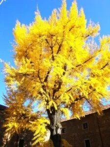 Una scena di natura mozzafiato un tronco di albero di conifera, una foglia di Ginkgo Biloba, una foglia di Acero e un GreenAlbero tra tanta vegetazione verde, tutto allaperto Una delle meraviglie della Natura!