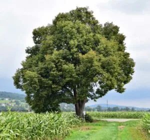 Questimmagine ritrae una scena incantevole una persona che si gode la natura allaria aperta, circondata da una ricca vegetazione Al centro della scena si trova un tiglio selvatico della Crimea, una grande quercia con un tronco imponente La vista di questo albero dai rami ricchi di foglie è unesperienza meravigliosa da ammirare