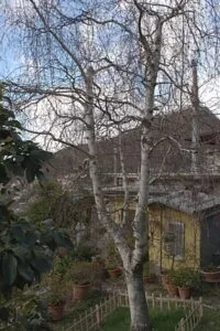 Unimmagine di un albero di betulla grigia che si erge in un giardino allaperto, con un tronco robusto ed elegante che ci ricorda la bellezza della natura e della sua flora
