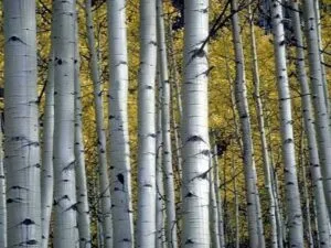 Questa immagine ritrae un albero di betulla rossa allaperto, circondato dalla rigogliosa vegetazione che lo circonda La betulla è una pianta comune nei boschi e nei paesaggi naturali e questa foto ne mostra tutta la bellezza
