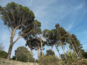 Un gruppo di persone in un bosco di pinus maritima, circondato dalla rigogliosa vegetazione di una foresta pluviale Una scena di natura incontaminata, con un albero da cui si intravede il tronco a fare da sentinella Una pianta che trasuda bellezza e vita, e che invita a godersi latmosfera della natura allaperto