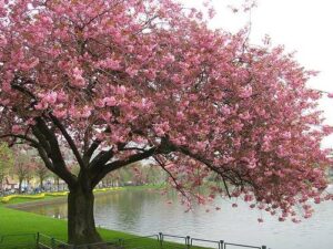 Questa immagine ci mostra la bellezza della natura in un parco di montagna con uno stagno di acqua cristallina circondato da alberi e fiori dai petali di ciliegia Unesplosione di colori e profumi che ci riporta alla magia della natura allaperto