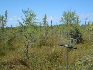 Un larice americano selvaggio si erge in mezzo alla natura, con la sua conifera dargento che si erge in un ambiente esterno ricco di vegetazione, su un suolo ricco di terra e erba