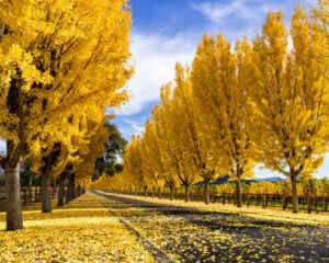 Immagine di un panorama autunnale con un ginkgo biloba in primo piano La natura allaperto in autunno un meraviglioso paesaggio con il ginkgo biloba