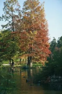 Un calvo cipresso che si erge maestoso nella terra, un simbolo della natura allaperto, con il suo tronco robusto stretto dallabbraccio di uno stagno acquatico, come se fosse una piccola palude Un albero che rappresenta la forza della natura