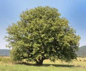 Questa immagine mostra la ricchezza della vegetazione della foresta americana un albero di quercia, un cespuglio di noce americano, una felce, un tiglio e una fernpianta si fondono insieme per creare uno scenario idilliaco Una visione mozzafiato che ci ricorda la bellezza della natura