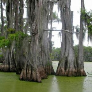 Questa immagine mostra un esemplare di Calvo cipresso in un ambiente naturale di TreesTerra che si affaccia su una palude Un paesaggio dacqua e alberi allaperto, che celebra la bellezza della Natura