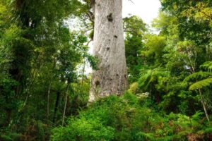 Un tronco dalbero di kauri imponente, con le sue radici che si conficcano nella terra, si erge in mezzo alla natura incontaminata della foresta pluviale La vegetazione lussureggiante e la giungla fitta che lo circondano invitano a rilassanti attività allaperto, circondati dallincanto di uno dei più antichi alberi della terra