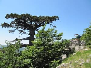 Questa foto ritrae uno splendido paesaggio naturale, con un albero di pino loricato che emerge dalla giungla verdeggiante di NatureSelvaggio La roccia che sorge tra la vegetazione può essere unottima fermata per unescursione, permettendo di ammirare la bellezza della natura selvaggia