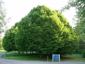 Una scena che esprime la libertà di fare da sé un albero conifero, un tasso che vola tra la vegetazione, un abete che si erge allaperto, tutto immerso nella bellezza della natura