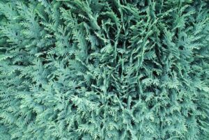 Questa immagine mostra un falso albero in plastica a forma di conifera, circondato da una recinzione con una siepe di BushPianta, dando vita a un ambiente ricco di vegetazione