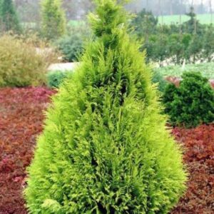Questa immagine ritrae un falso albero conifero, una pianta fittizia che è stata creata per aggiungere un tocco di vegetazione al paesaggio