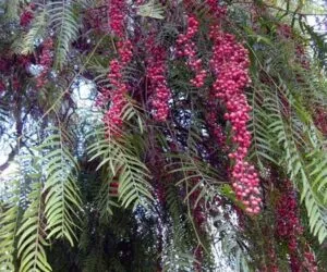 Questa foto mostra la bellezza della natura un falso pepe che cresce tra il folto fogliame di una conifera in una foresta pluviale, circondato da una vegetazione lussureggiante e bellissimi fiori allaperto