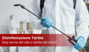 Farfalline del legno Una guida alla disinfestazione professionale delle tarme per i professionisti