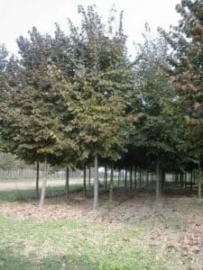 Questa immagine mostra un boschetto di alberi argentati chiamati FernAlbero, allaperto in un territorio ricco di vegetazione Il bosco è composto da una varietà di alberi, tra cui Acero, Erba e Felce Un luogo incantevole per trascorrere un piacevole momento allaria aperta