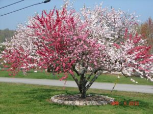Una scena di primavera che mostra un frutto delizioso, un giardino di erbe aromatiche, un fiore ricco di colori, unabbondante vegetazione e aria fresca, un parco con aree allaperto, un albero ben curato, la fioritura di ciliegi che illumina un cortile e un giardino lussureggiante