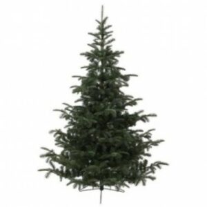 Immagine di un Abete Nordmann, lalbero di Natale per eccellenza La sua conifera è un simbolo di celebrazioni e di decorazioni natalizie, che possono essere viste in occasione dei festival di Natale Un albero che rappresenta la festività e le celebrazioni