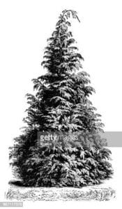 Questo magnifico e unico albero di Port Orford Cedar è una specie di pianta conifera che sfoggia decorazioni natalizie durante il periodo del Festival di Natale Una vista mozzafiato per gli amanti delle piante come il pino e labete