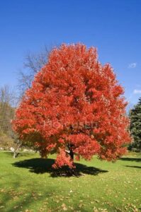 Questa foto rappresenta una scena di conforto un albero di acero in una notte estiva con un falò acceso La cannella dolce si mescola alla vegetazione e al profumo del fuoco che arde, creando unatmosfera suggestiva e rilassante I colori tenui dellalbero e le fiamme del falò creano unarmonia di calore e luce