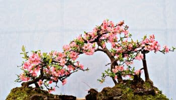 fiori di pesco bonsai