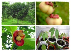 Questa immagine mostra una scena esotica e colorata composta da un albero fiorito, un vaso e un barattolo contenitore colmo di foglie e frutta esotiche La vegetazione ricca e variopinta, le foglie e i frutti, i fiori e il vaso tutto contribuisce a creare unatmosfera avvolgente che ci invita a scoprire il mondo della natura