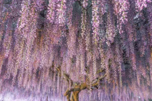 Una scena fiabesca di natura incontaminata fiori viola come Daisy e Margherita, un albero da frutto e un salice, tutti circondati da una folta vegetazione e da un bosco incontaminato Unimmagine che rappresenta la bellezza della natura allesterno