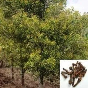 Questa immagine mostra un cespuglio di garofano che si estende in un bosco di quercia, tiglio e altri alberi, con laggiunta di una ricca vegetazione allaperto I fiori di garofano creano una bellissima scena e unatmosfera di pace e serenità