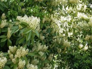 Un magnifico albero di ippocastano indiano in un giardino allaperto, con una lussureggiante vegetazione, foglie verdi e boccioli di fiori della famiglia delle Acanthaceae, che rendono questa pianta unaffascinante decorazione da giardino