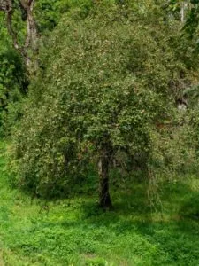 Questa immagine mostra un albero selvatico ricco di vegetazione lussureggiante, con una varietà di frutta che cresce tra muschio e felci Rappresenta lincredibile produttività che una foresta pluviale o una giungla può offrire